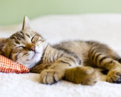 12 упражнений йоги для крепкого и здорового сна