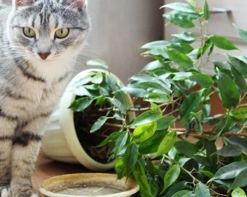 Как защитить растения от кота
